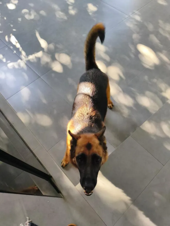 Cachorro raça Pastor Alemão idade 3 anos nome Moana