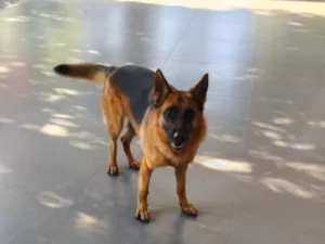 Cachorro raça Pastor Alemão idade 3 anos nome Moana