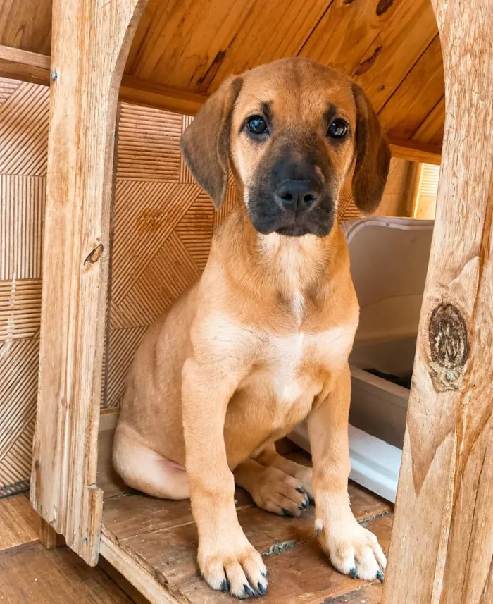 Cachorro raça SRD-ViraLata idade 2 a 6 meses nome Flor
