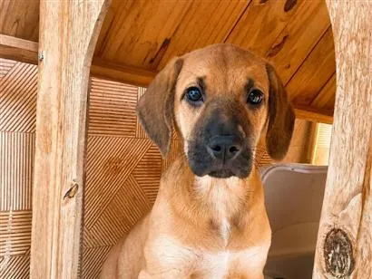 Cachorro raça SRD-ViraLata idade 2 a 6 meses nome Flor