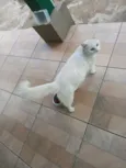 Mingau