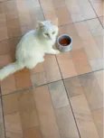 Mingau