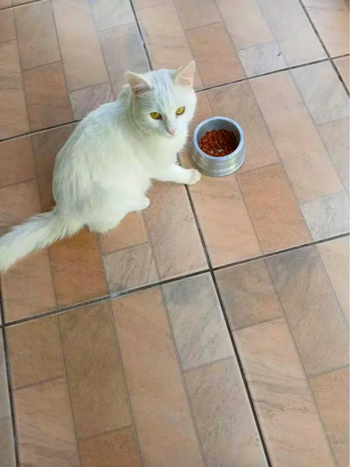 Gato raça SRD-ViraLata idade 1 ano nome Mingau