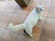 Mingau