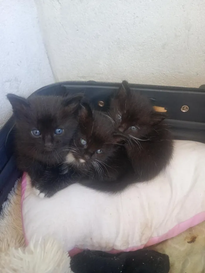 Gato raça SRD-ViraLata idade Abaixo de 2 meses nome pretinho