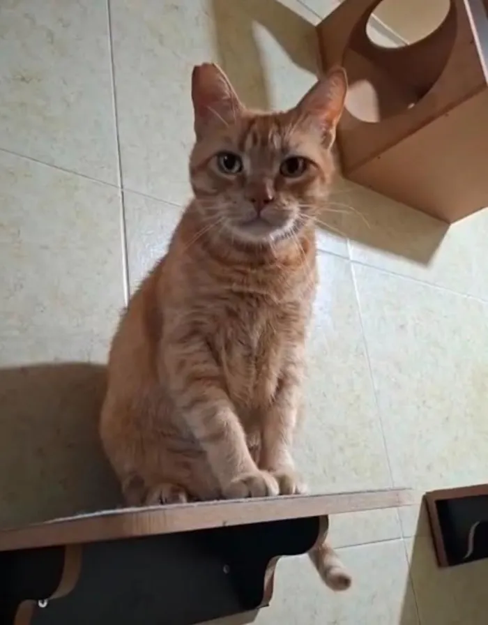 Gato raça SRD-ViraLata idade 3 anos nome Fred