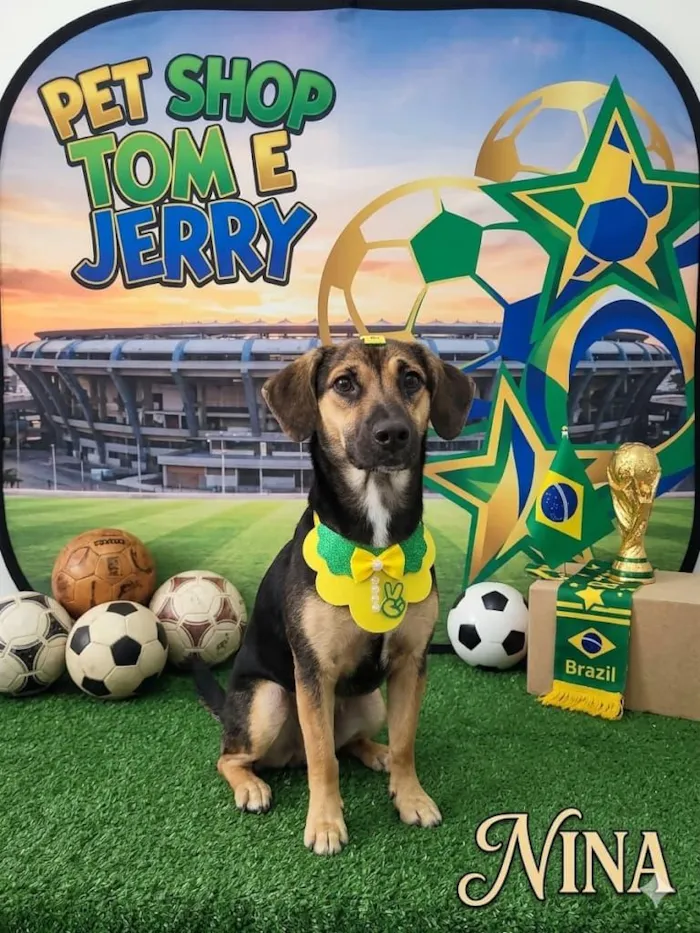 Cachorro raça SRD-ViraLata idade 7 a 11 meses nome nina 
