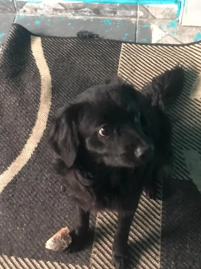 Cachorro raça SRD-ViraLata idade 7 a 11 meses nome claudinho