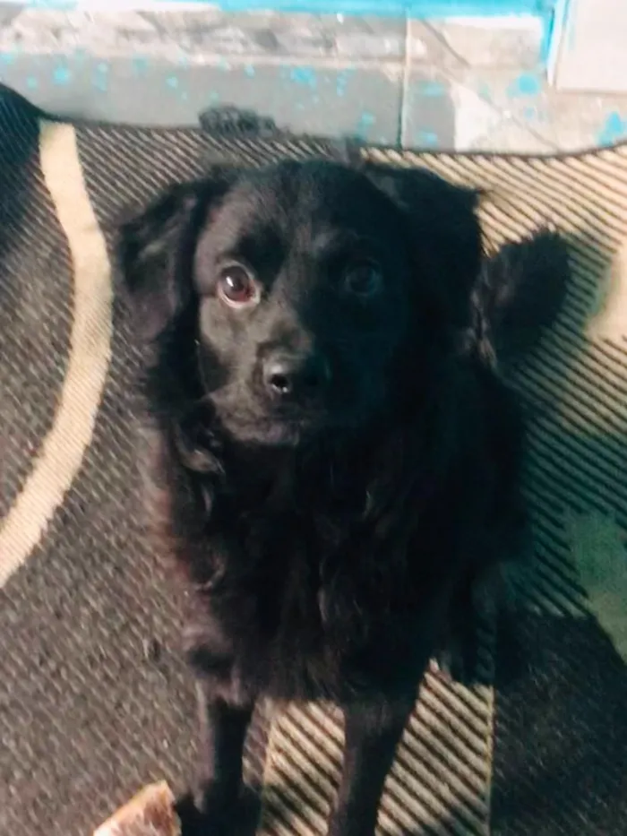 Cachorro raça SRD-ViraLata idade 7 a 11 meses nome claudinho