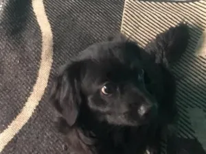 Cachorro raça SRD-ViraLata idade 7 a 11 meses nome claudinho