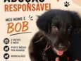 Bob