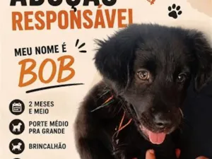 Cachorro raça SRD-ViraLata idade 2 a 6 meses nome Bob
