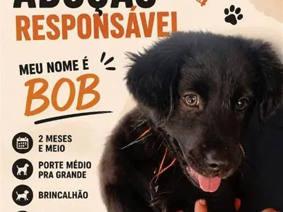 Cachorro raça SRD-ViraLata idade 2 a 6 meses nome Bob