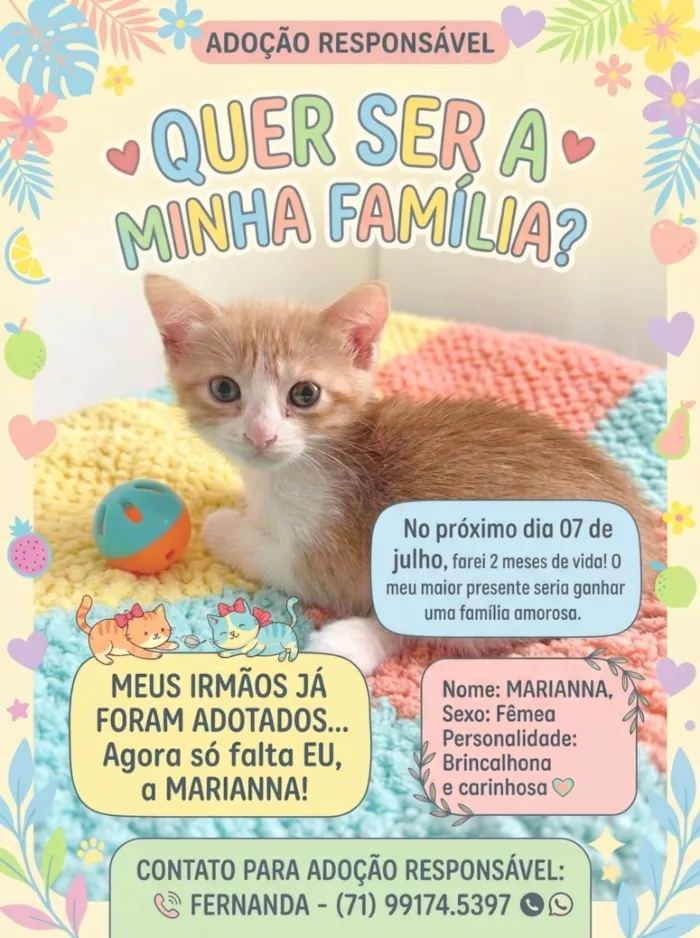 Gato raça SRD-ViraLata idade 2 a 6 meses nome MARIANNA ( nome simbólico) 