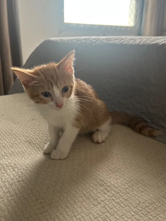 Gato raça SRD-ViraLata idade 2 a 6 meses nome MARIANNA ( nome simbólico) 
