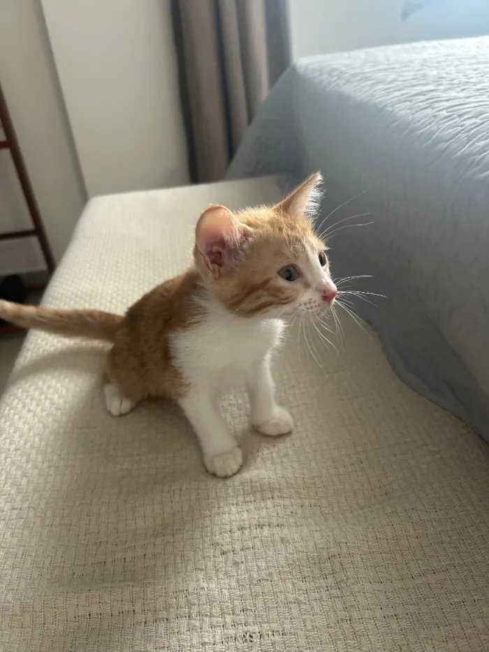 Gato raça SRD-ViraLata idade 2 a 6 meses nome MARIANNA ( nome simbólico) 