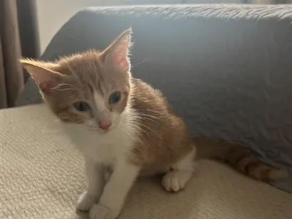 Gato raça SRD-ViraLata idade 2 a 6 meses nome MARIANNA ( nome simbólico) 