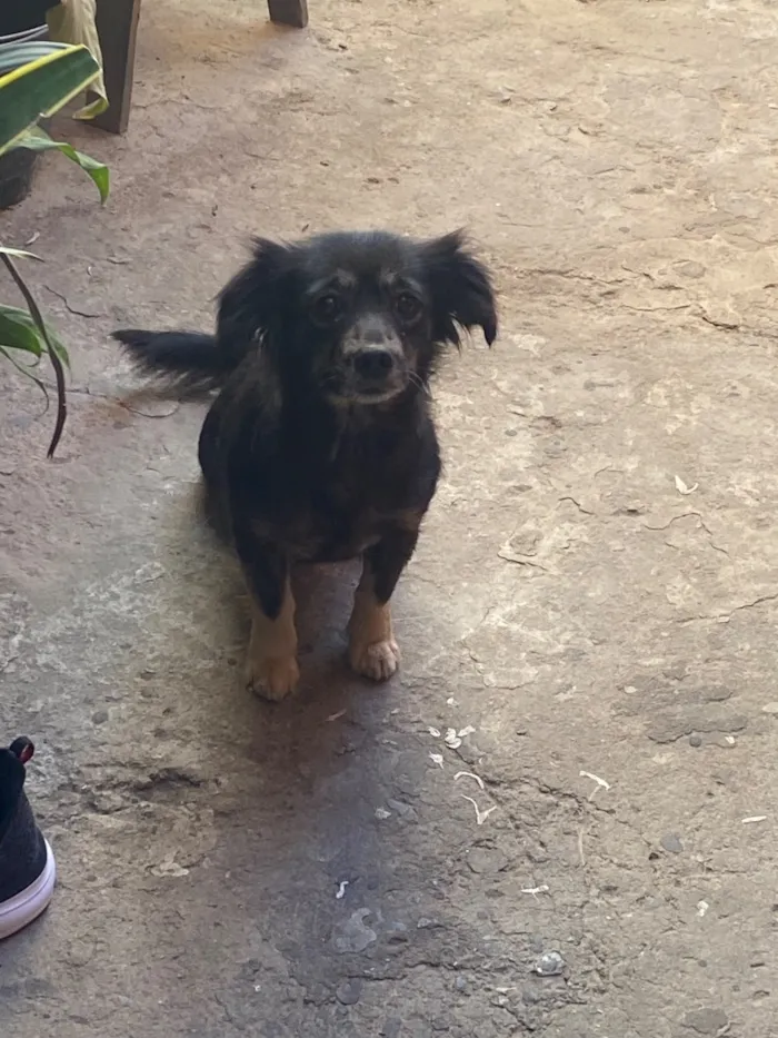 Cachorro raça SRD-ViraLata idade 5 anos nome kyara