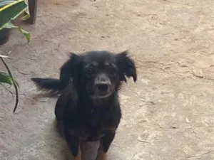 Cachorro raça SRD-ViraLata idade 5 anos nome kyara