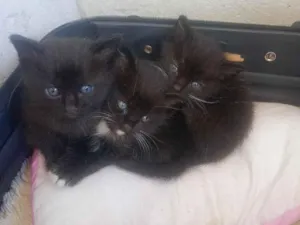 Gato raça SRD-ViraLata idade Abaixo de 2 meses nome pretinho