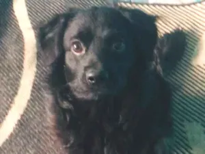 Cachorro raça SRD-ViraLata idade 7 a 11 meses nome claudinho