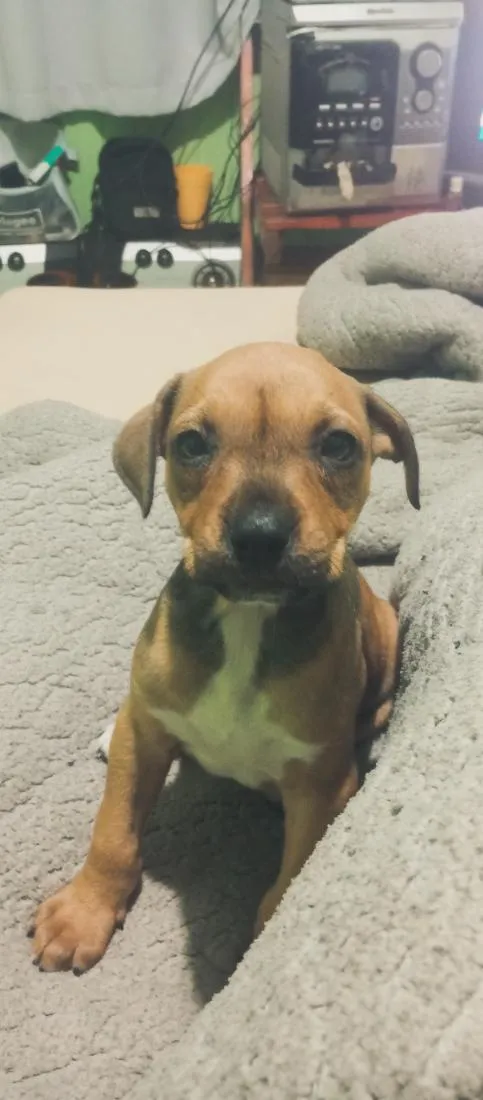 Cachorro raça SRD-ViraLata idade 2 a 6 meses nome amara