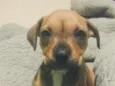 amara