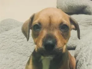 Cachorro raça SRD-ViraLata idade 2 a 6 meses nome amara