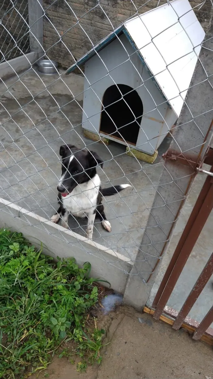 Cachorro raça SRD-ViraLata idade 1 ano nome Mel