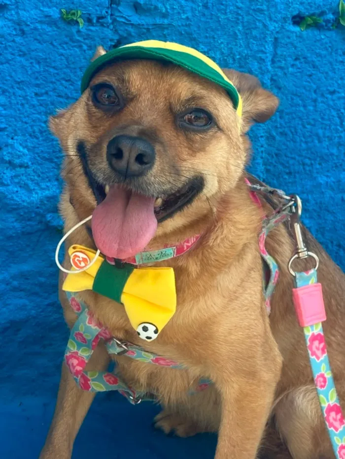 Cachorro raça SRD-ViraLata idade 3 anos nome Nina