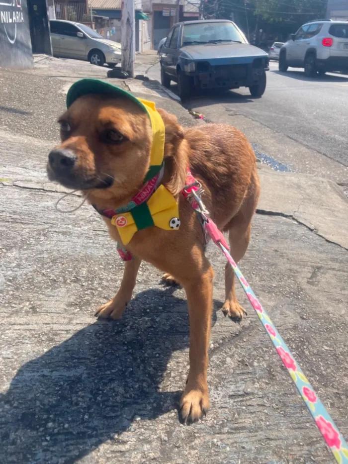 Cachorro raça SRD-ViraLata idade 3 anos nome Nina