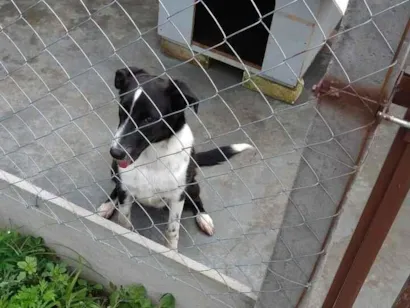 Cachorro raça SRD-ViraLata idade 1 ano nome Mel