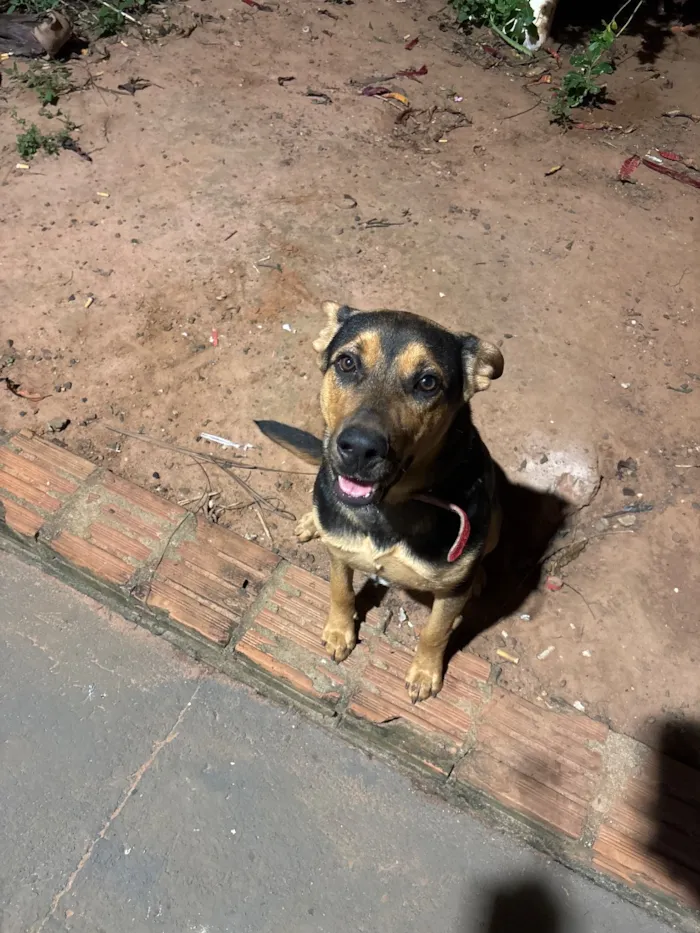 Cachorro raça Fila idade 7 a 11 meses nome Layla