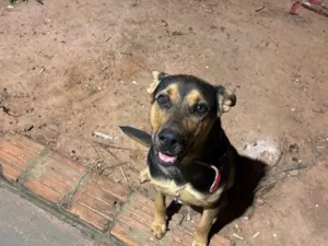 Cachorro raça Fila idade 7 a 11 meses nome Layla