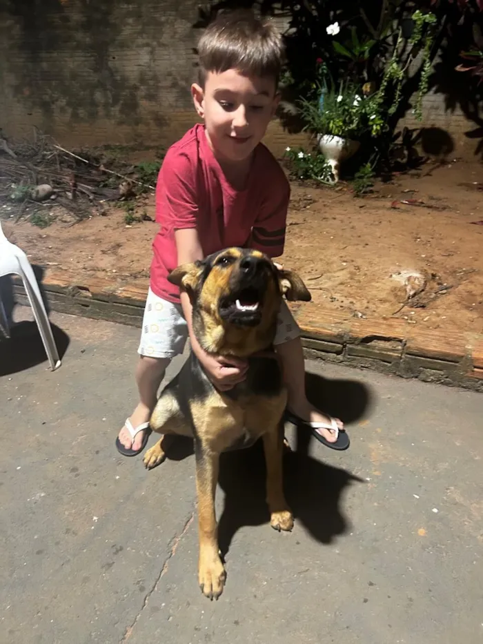 Cachorro raça Fila idade 7 a 11 meses nome Layla