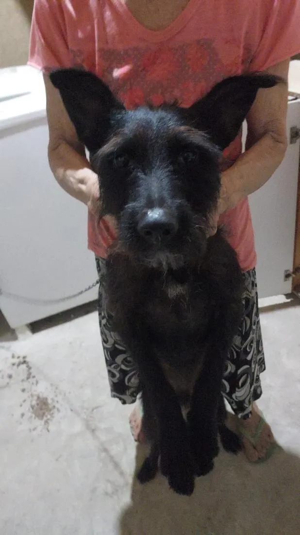 Cachorro raça SRD-ViraLata idade 2 anos nome floque