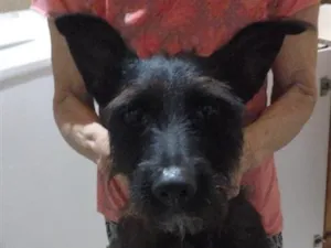 Cachorro raça SRD-ViraLata idade 2 anos nome floque