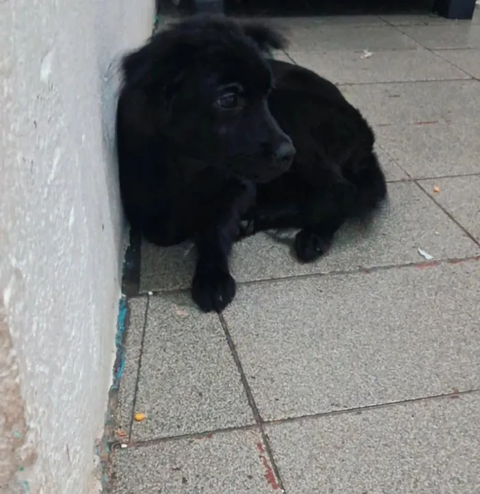 Cachorro raça SRD-ViraLata idade 2 a 6 meses nome noeli