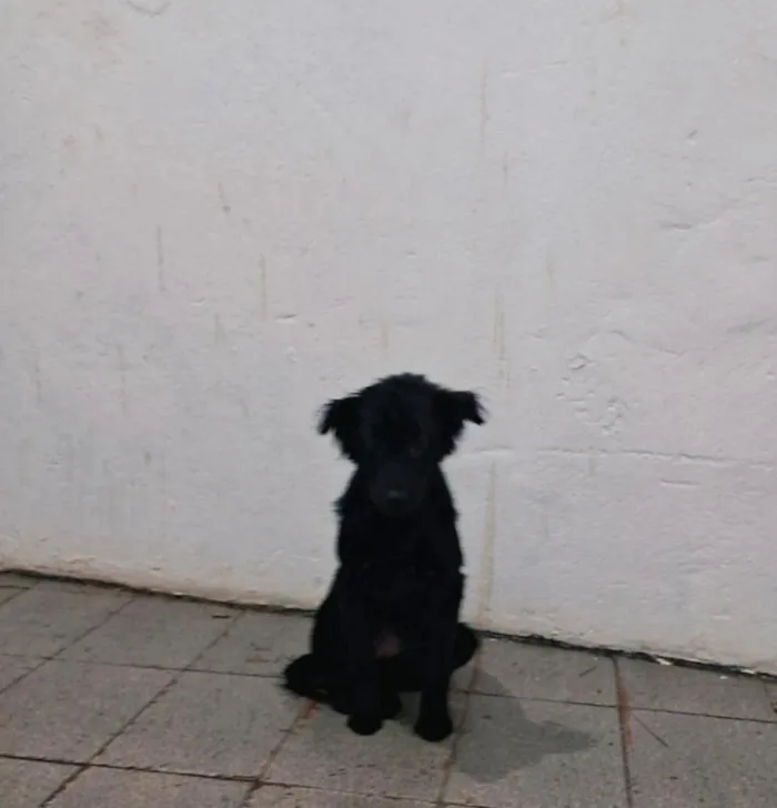 Cachorro raça SRD-ViraLata idade 2 a 6 meses nome noeli