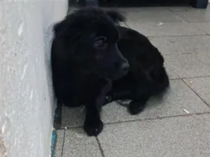 Cachorro raça SRD-ViraLata idade 2 a 6 meses nome noeli
