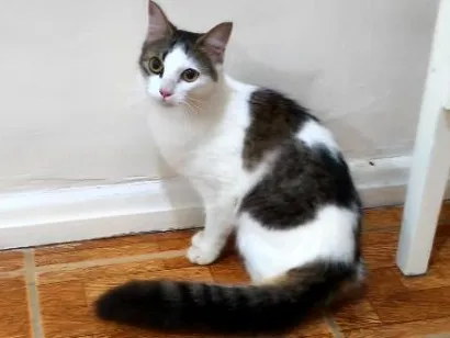Gato raça SRD-ViraLata idade 2 a 6 meses nome Marie