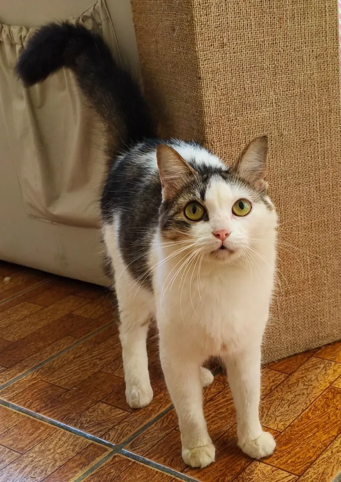 Gato raça SRD-ViraLata idade 2 a 6 meses nome Marie