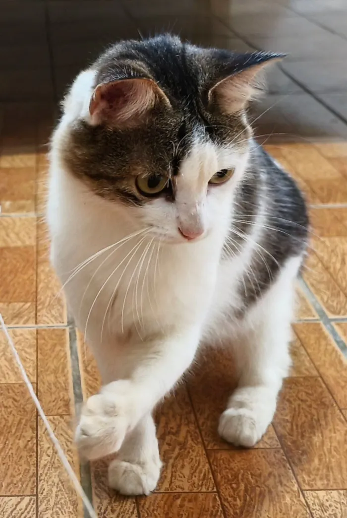 Gato raça SRD-ViraLata idade 2 a 6 meses nome Marie