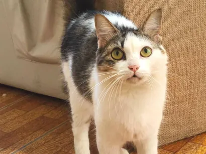 Gato raça SRD-ViraLata idade 2 a 6 meses nome Marie