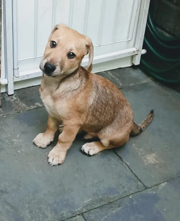 Cachorro raça SRD-ViraLata idade 2 a 6 meses nome Luisinho 