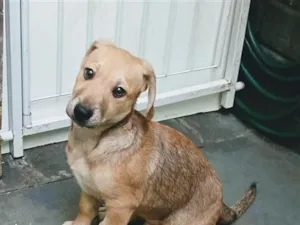 Cachorro raça SRD-ViraLata idade 2 a 6 meses nome Luisinho 