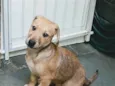 Luisinho