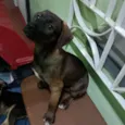Belinha 