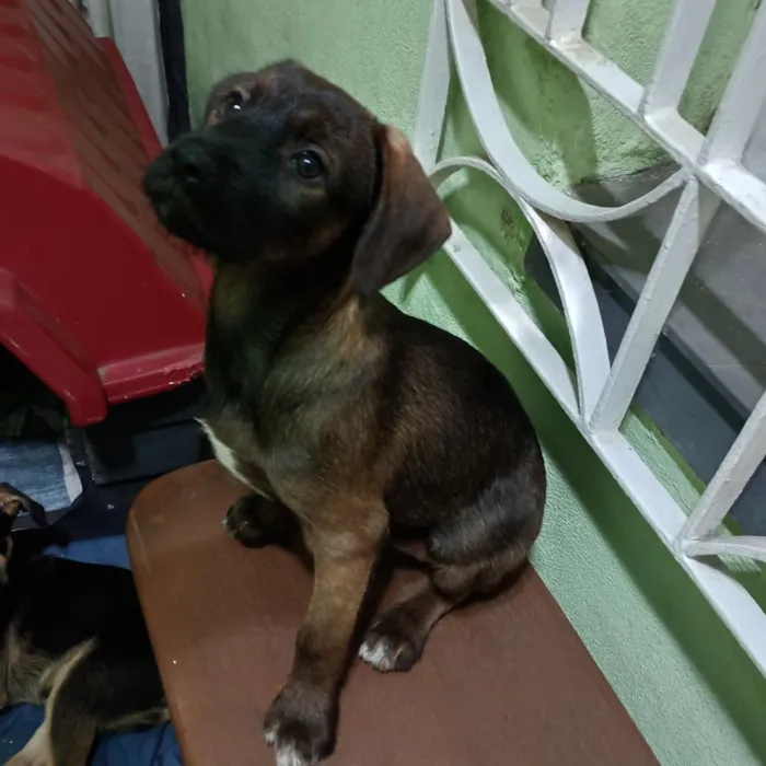 Cachorro raça SRD-ViraLata idade 2 a 6 meses nome Belinha 