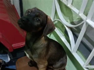 Cachorro raça SRD-ViraLata idade 2 a 6 meses nome Belinha 